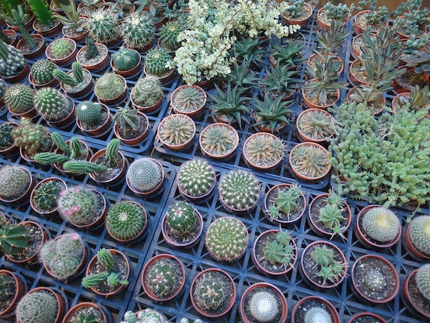 Fotografia completa de plantas