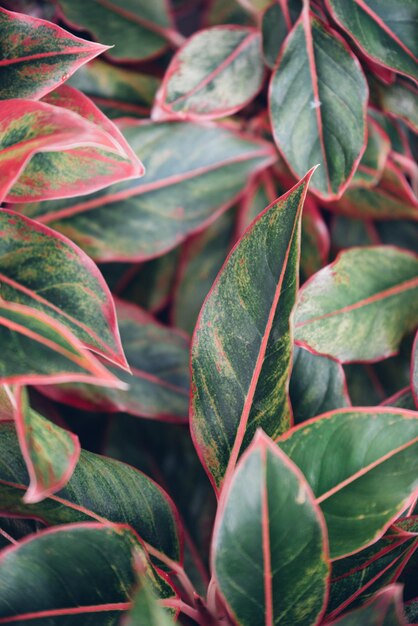 Foto fotografia completa de plantas