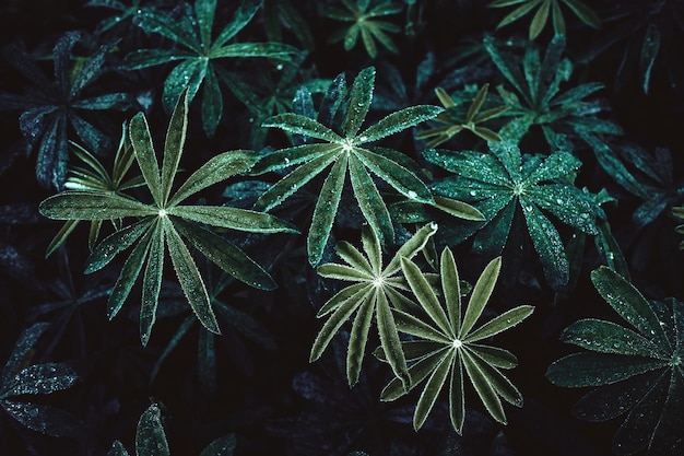 Fotografia completa de plantas