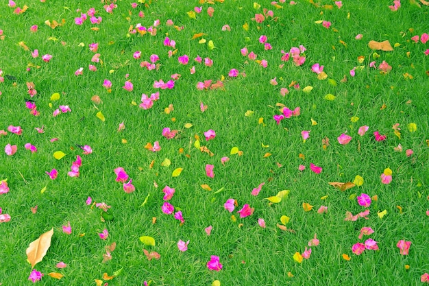 Fotografia completa de plantas