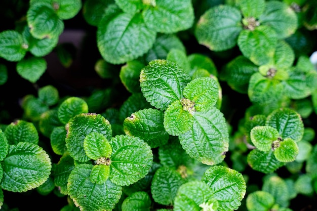 Fotografia completa de plantas