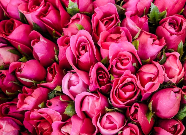 Fotografia completa de rosas cor-de-rosa para venda no mercado