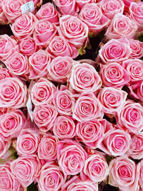 Fotografia completa de rosas cor-de-rosa