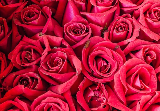 Fotografia completa de rosas vermelhas