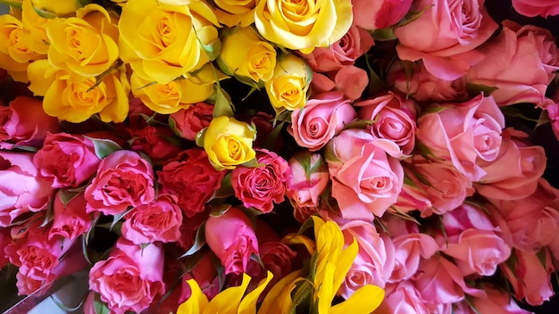Fotografia completa de rosas