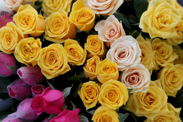 Fotografia completa de rosas