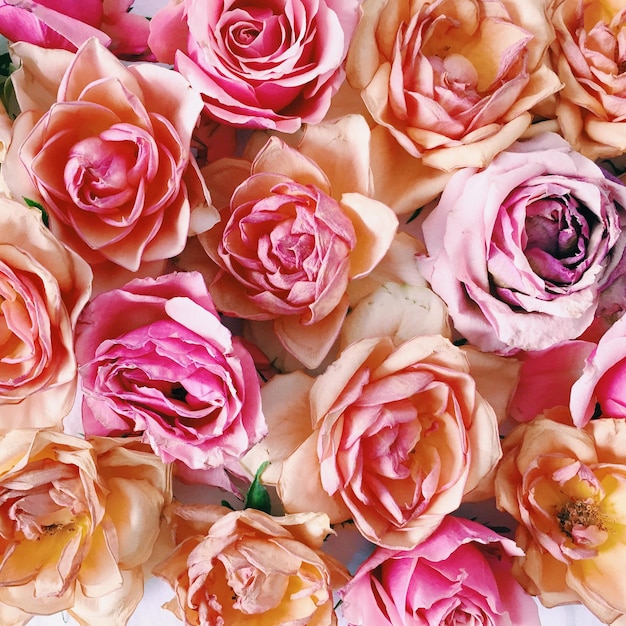 Fotografia completa de rosas