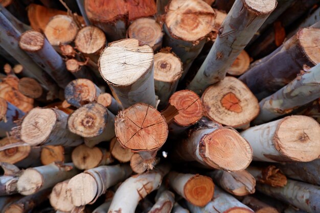 Foto fotografia completa de troncos na floresta