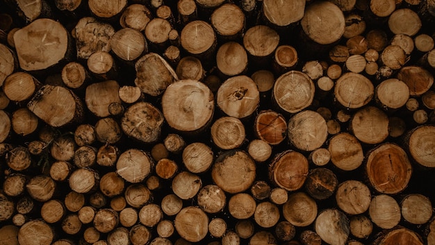 Fotografia completa de troncos na floresta
