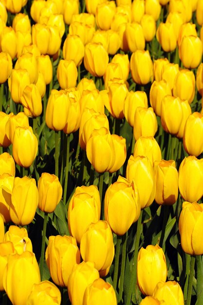 Fotografia completa de tulipas amarelas florescendo no parque em um dia ensolarado