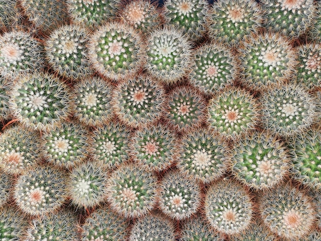 Foto fotografia completa de um cactus