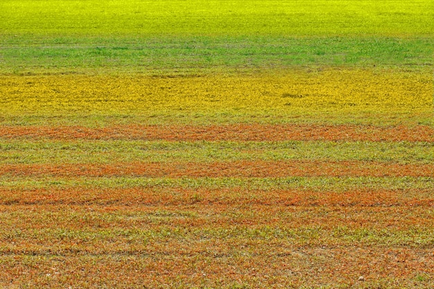 Fotografia completa de um campo agrícola