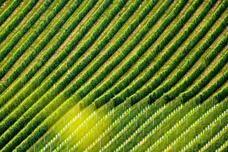 Foto fotografia completa de um campo agrícola