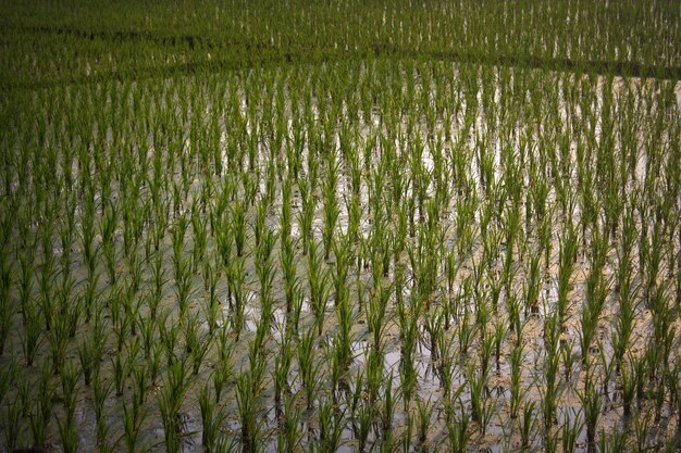 Fotografia completa de um campo de arroz