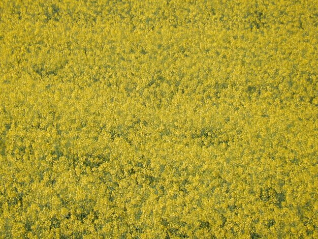 Foto fotografia completa de um campo de colza