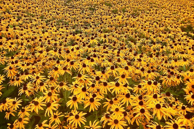 Foto fotografia completa de um campo de girassóis