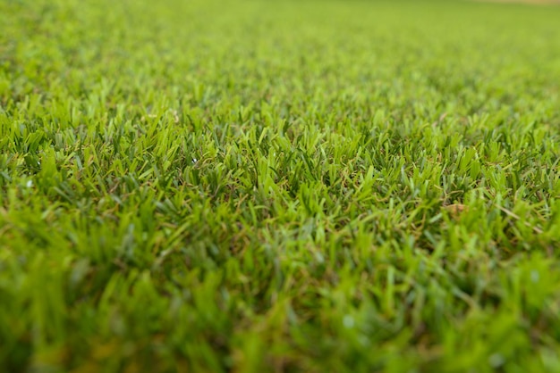 Foto fotografia completa de um campo de grama