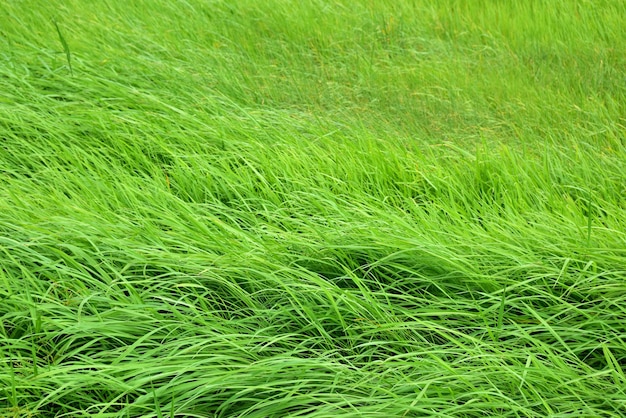 Foto fotografia completa de um campo de grama