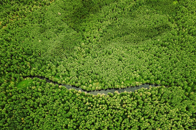 Fotografia completa de um campo de milho