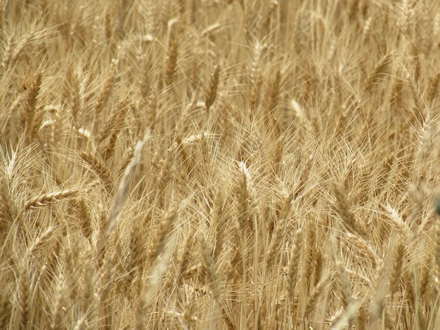 Foto fotografia completa de um campo de trigo