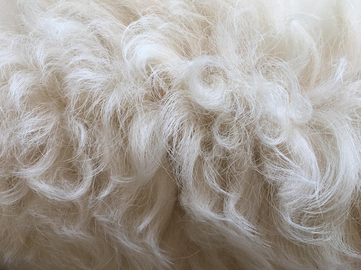 Foto fotografia completa de um cão peludo branco