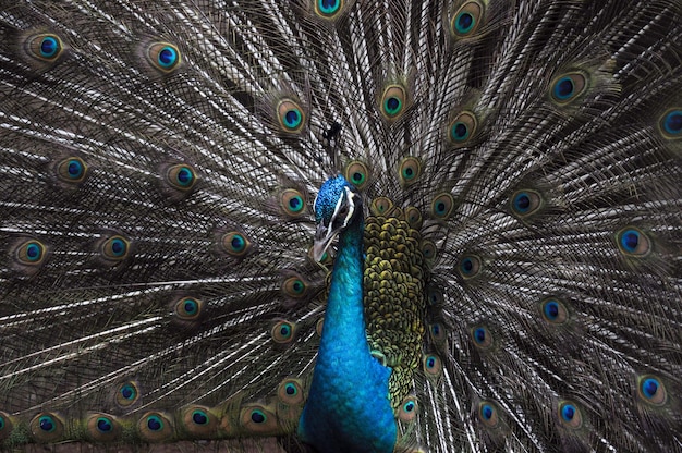 Foto fotografia completa de um pavão