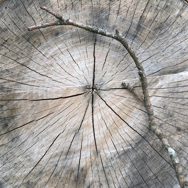 Fotografia completa de um tronco de árvore