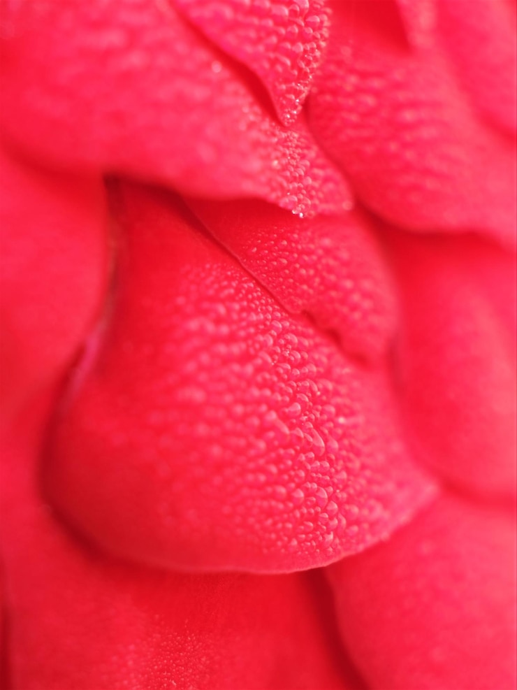 Foto fotografia completa de uma flor rosa