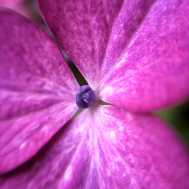 Foto fotografia completa de uma flor rosa
