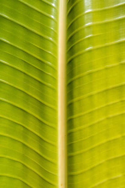 Foto fotografia completa de uma folha de palmeira