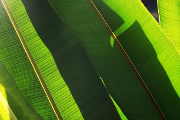 Fotografia completa de uma folha verde