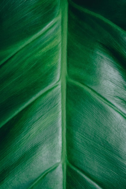 Foto fotografia completa de uma folha verde