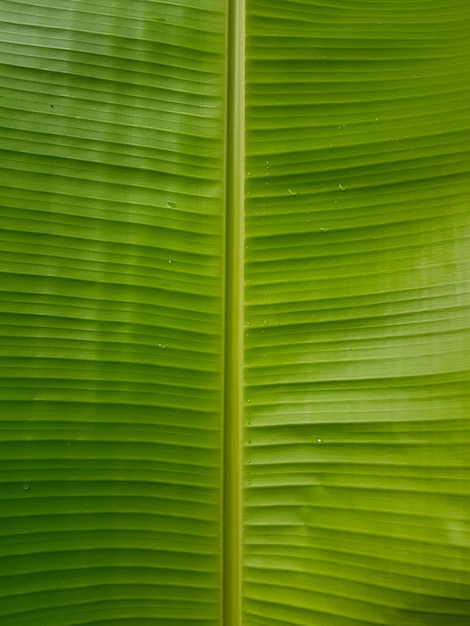 Foto fotografia completa de uma folha verde