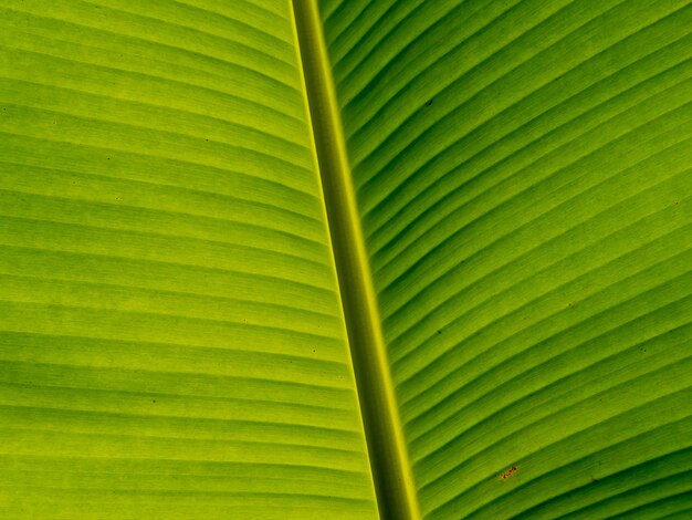 Foto fotografia completa de uma folha verde