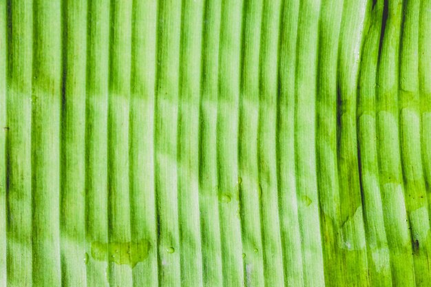 Foto fotografia completa de uma folha verde