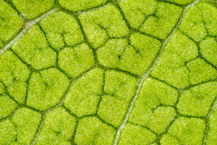 Foto fotografia completa de uma folha verde