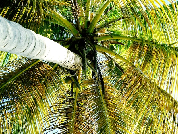 Foto fotografia completa de uma palmeira de coco