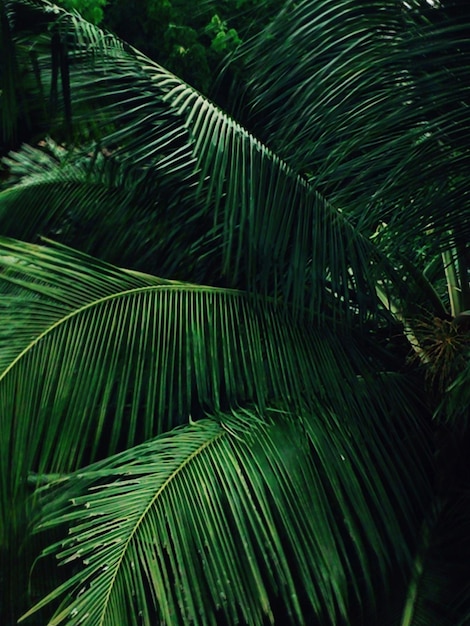 Fotografia completa de uma palmeira