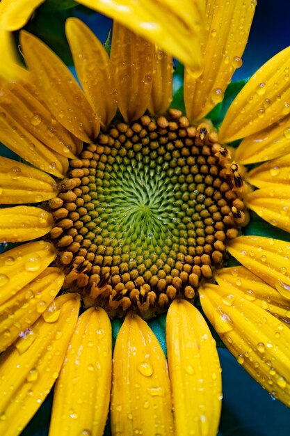 Foto fotografia completa de uma planta com flores amarelas