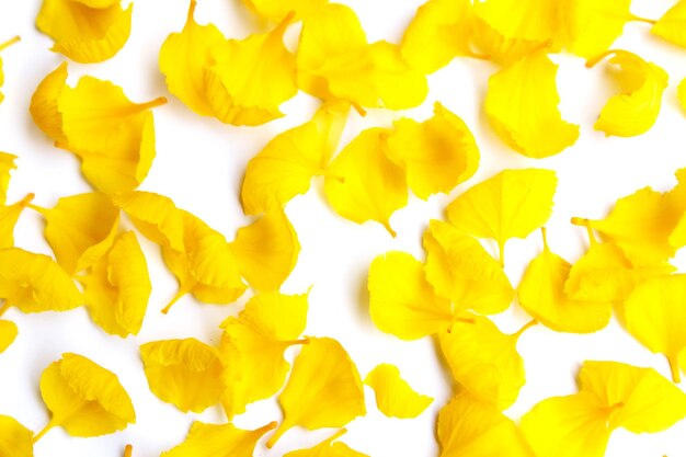 Foto fotografia completa de uma planta com flores amarelas