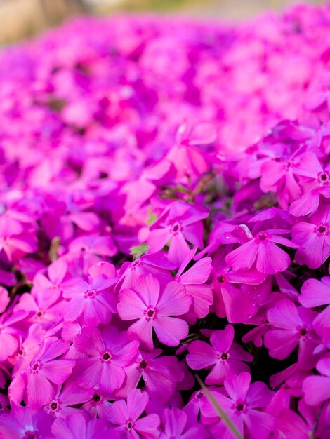 Foto fotografia completa de uma planta com flores cor-de-rosa