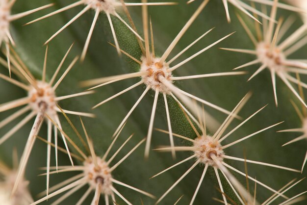 Foto fotografia completa de uma planta de cactus