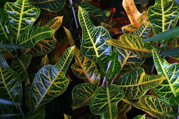 Foto fotografia completa de uma planta de croton com folhas verdes e amarelas