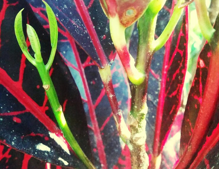 Foto fotografia completa de uma planta em vaso