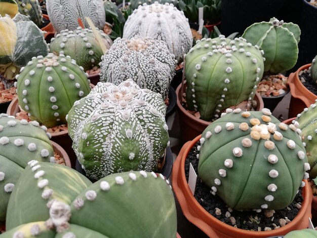 Fotografia completa de uma planta suculenta