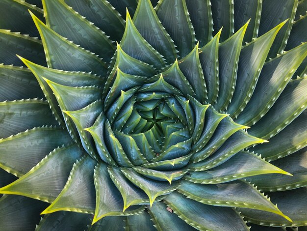 Fotografia completa de uma planta suculenta