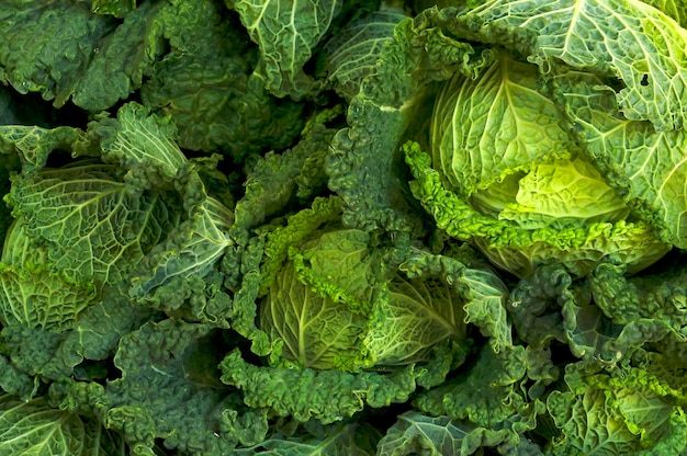 Fotografia completa de uma planta verde