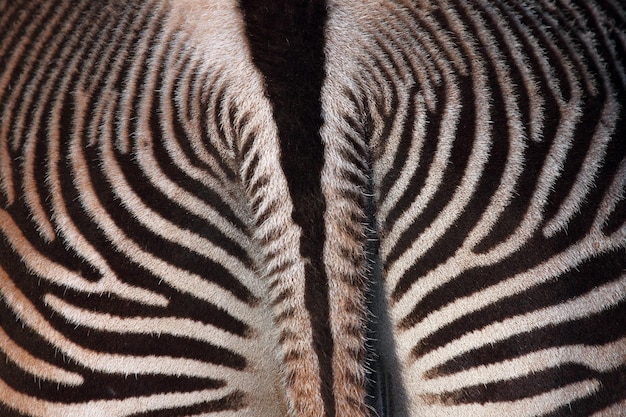 Foto fotografia completa de uma zebra