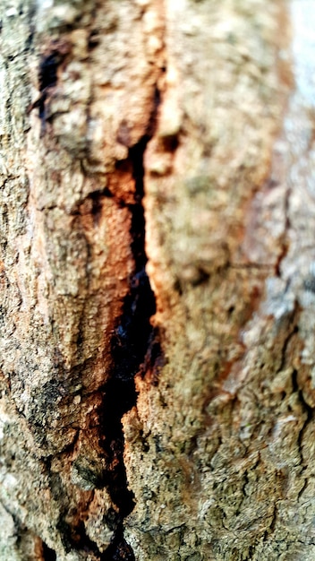 Foto fotografia completa do tronco da árvore