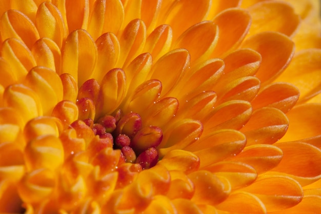 Fotografía completa de la flor amarilla